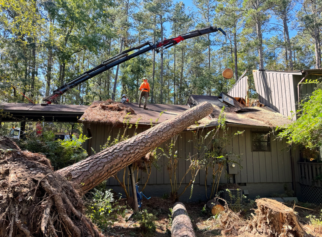 Tree removal operation with a crane and workers near a house. Tree is lifted and supported by Emergency Tree Jack